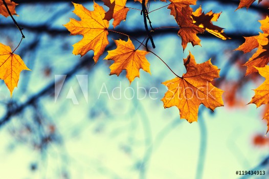 Picture of Autumn leaves on sky